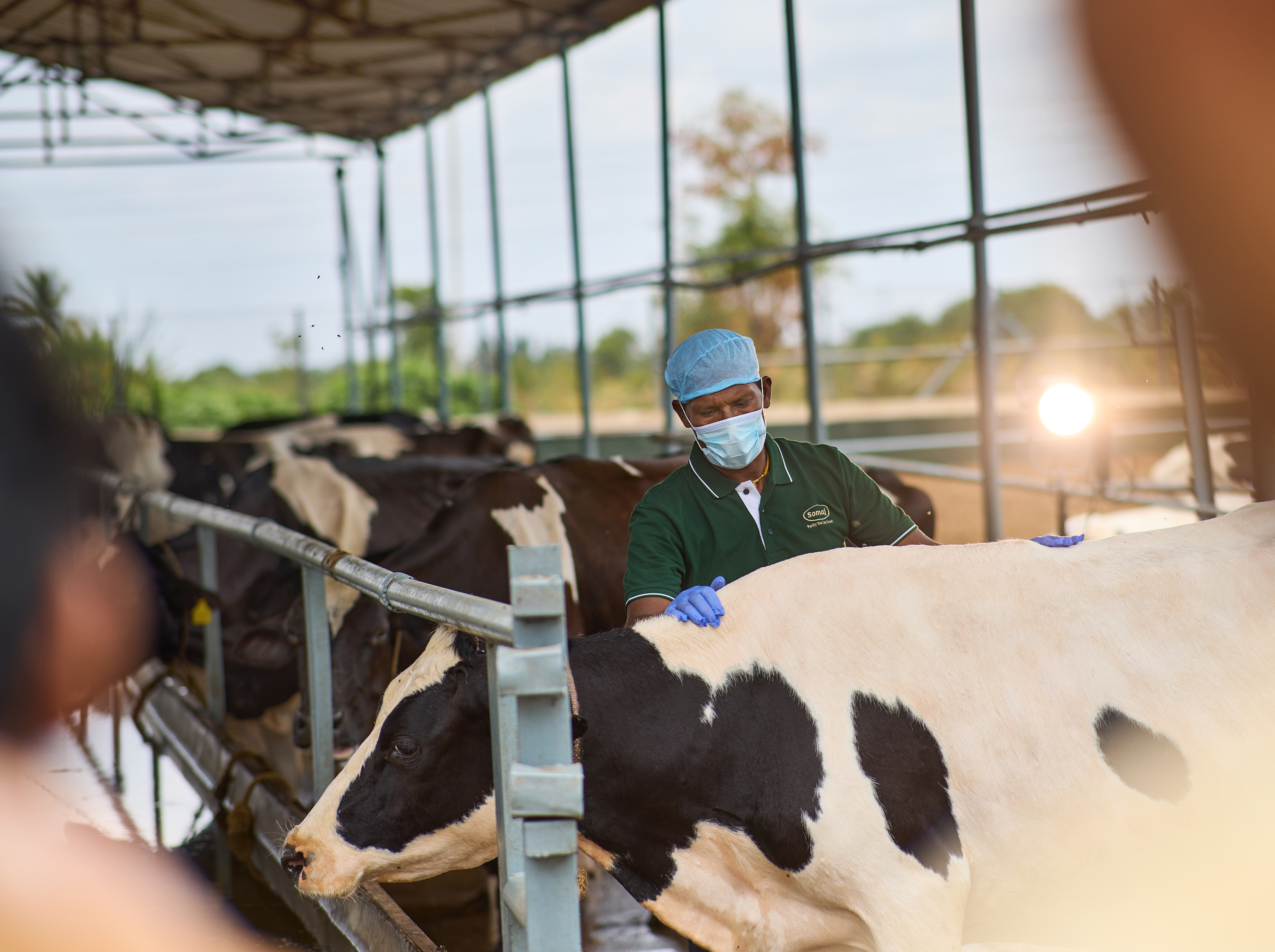 SOMAJ veterinary team conducting health checkup on a cow