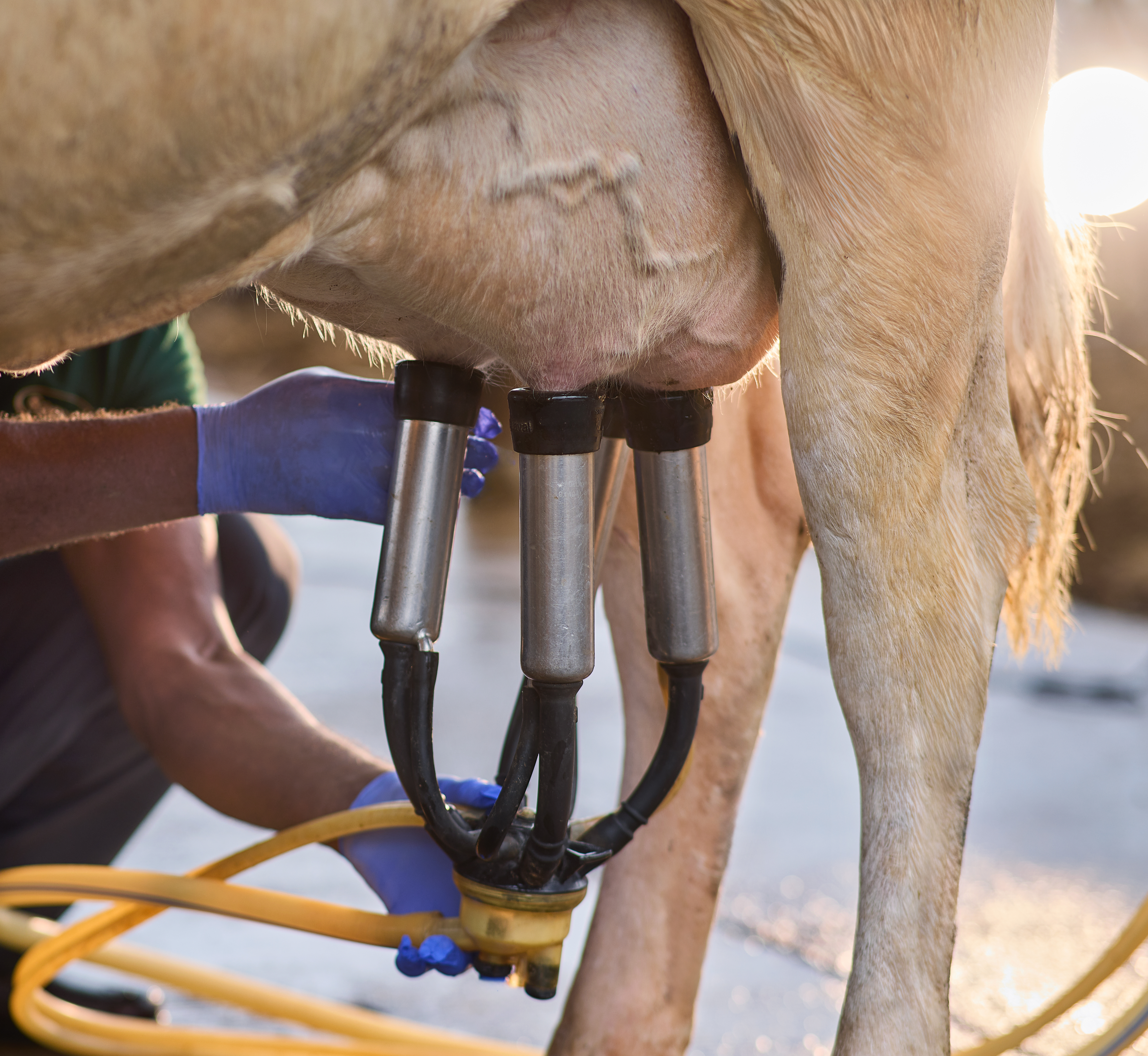 SOMAJ automated milking system